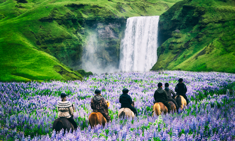 A trail of horses with riders go through a field of purple flowers near a waterfall.