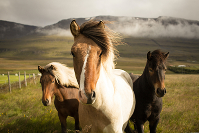 Three horses standing in a field