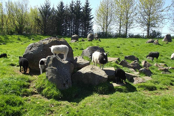 Goats standing on a rock in a zoo.